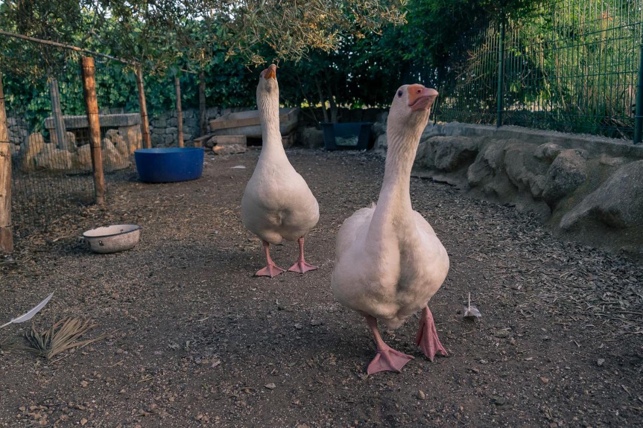 Villa Virginia ラグーザ エクステリア 写真